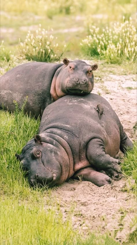 Animal Mothers And Babies, River Animals, Animals Of Africa, Wild Animals Photography, The Big Five, Cute Hippo, Wild Animals Pictures, Wild Safari, Bongos