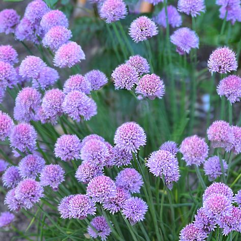 Allium Schoenoprasum, Container Design, Flower Names, Plant List, Website Backgrounds, Flower Display, Design Course, Plant Combinations, Print Advertising