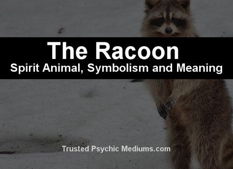 The Raccoon Spirit Animal - A Complete Guide to Meaning and Symbolism Baby Racoon, Spirit Animal Meaning, Animal Meanings, Spirit Animal Totem, Animal Spirit Guides, Animal Guides, Dream Meanings, Animal Symbolism, Animal Magic