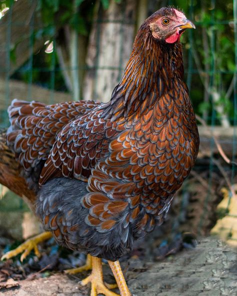 Blue Laced Red Wyandotte Blue Laced Red Wyandotte Hens, Blue Laced Wyandotte, Wyandotte Hen, Blue Laced Red Wyandotte, Black Australorp, Chook Pen, Wyandotte Chicken, Chicken Life, Brown Eggs