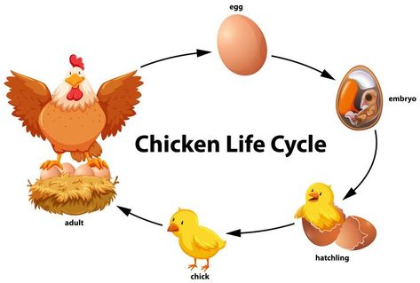 Life Cycle Of A Chicken, Sea Turtle Life Cycle, Chicken Life Cycle, Animal Life Cycles, Life Cycles Activities, Hatching Chicks, Chicken Life, Butterfly Life Cycle, Chicken Art