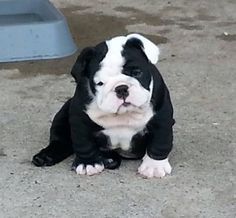 Black & White Bulldog Cutie Black English Bulldog, English Bulldog Care, White Bulldog, Cute Bulldog Puppies, English Bulldog Puppies, English Bulldog Puppy, American Bully, Baby Puppies, Cute Dogs And Puppies