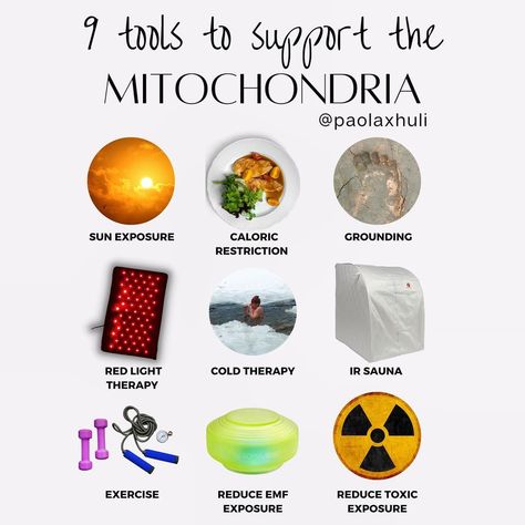 Paola | Gut Health, Detox & Lifestyle Medicine on Instagram: “These are my top tools to support your mitochondria 🚀 🚀Sun exposure without sunscreen. Ideally when the sun is not the strongest to avoid…” Mitochondria Diet, Lifestyle Medicine, Mitochondrial Health, Naturopathy, Hormone Health, Clean Eats, Sun Exposure, Cold Therapy, Lifestyle Tips