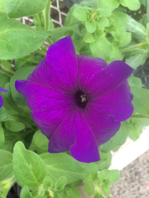 Super cascade blue petunia Blooms All Summer, Petunia Flower, Lavender Herb, Flower Plants, Garden Types, Lavender Plant, Window Boxes, Garden Photos, Bedding Plants