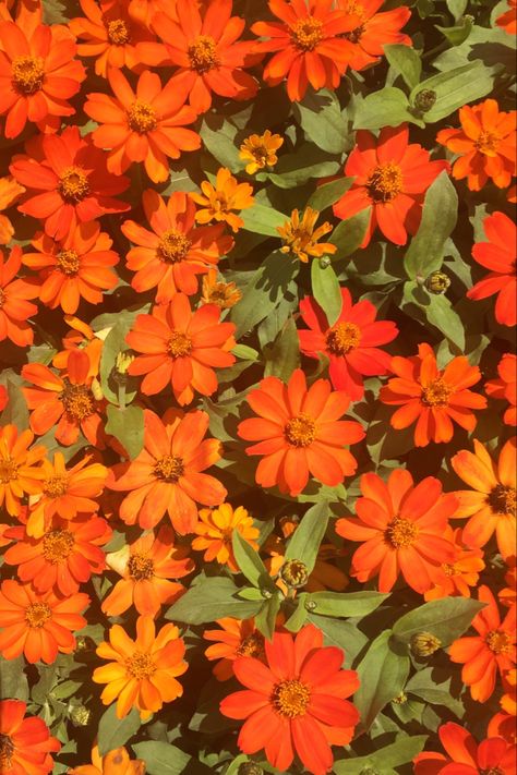 Orange Nature Photography, Orange Summer Flowers, Vibrant Background Aesthetic, Vibrant Orange Aesthetic, Red Orange Yellow Flowers, Orange And Red Aesthetic, Green And Orange Aesthetic, Red And Orange Aesthetic, Orange Flower Background