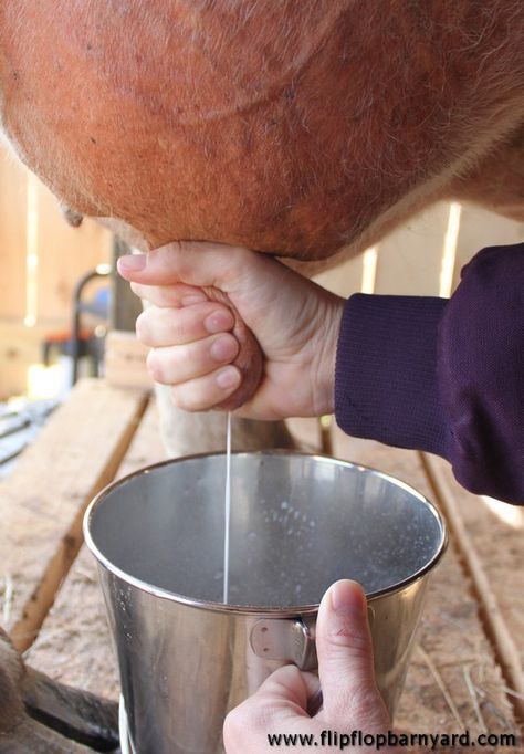 How to Hand Milk a Cow or a Goat | The Flip Flop Barnyard Milk A Cow, Milking A Cow, Dexter Cattle, Skill To Learn, Goat Milking, Raising Farm Animals, Cow Pictures, A Goat, Goat Farming