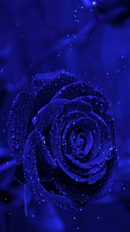 Blue Ringtones and Wallpapers - Free by ZEDGE™ Wallpaper Iphone Biru, Wallpaper Mawar, Blue Aesthetic Grunge, Image Bleu, Blue Roses Wallpaper, Blue Aesthetic Dark, Red Roses Wallpaper, Blue Flower Wallpaper, Dark Blue Wallpaper