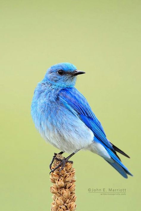 Mountain blue bird Mountain Blue Bird, Mountain Bluebird, Bird Breeds, Bird Facts, Canadian Wildlife, Bird Migration, Most Beautiful Birds, Rare Birds, Blue Birds