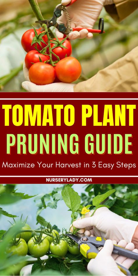 Unlock the secrets to a bountiful tomato harvest with our Tomato Plant Pruning Guide! Learn how to prune cherry tomato plants,indeterminate tomato plants,and Roma tomato plants in just 3 easy steps. Discover when and how to prune tomato plants for maximum yield and health.Whether you're a beginner or a seasoned gardener, this guide covers everything from pruning techniques to essential tips on pruning tomatoes.Elevate your backyard vegetable garden with expert advice on vegetable garden remedies How To Grow Cherries, Growing Cherry Tomatoes, Pruning Tomato Plants, Growing Tomato, Growing Tomatoes Indoors, Growing Green Beans, Tomato Pruning, Growing Tomatoes From Seed, Full Garden