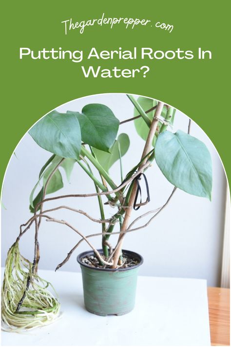 putting aerial roots in water Rooting Plants In Water, Hydroponic Solution, Plant Problems, Plant Diseases, Root Growth, Liquid Fertilizer, Monstera Plant, Plant Drawing, Plant Roots