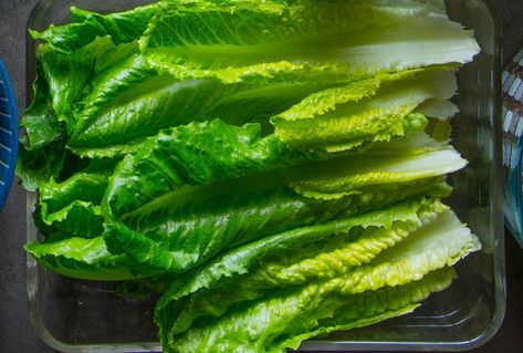 How to Store Lettuce to Help it Stay Crisp and Fresh For Up to 10 Days How To Store Celery, Storing Lettuce, Types Of Lettuce, Celery Recipes, Storing Fruit, 30 Minute Dinners, Baking Substitutes, Leafy Vegetables, Recipe 30