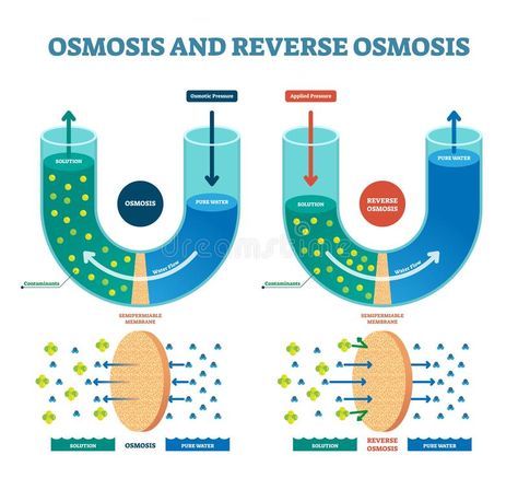 Osmosis reverse vector illustration. Explained process with solution. Osmosis reverse vector illustration. Explained process with water example. Pressure, flow stock illustration Solution Illustration, Biochemistry Notes, Flow Chart Design, Gcse Chemistry, Medicine Notes, Teaching Chemistry, Medical Student Study, Chemistry Lessons, Biology Lessons