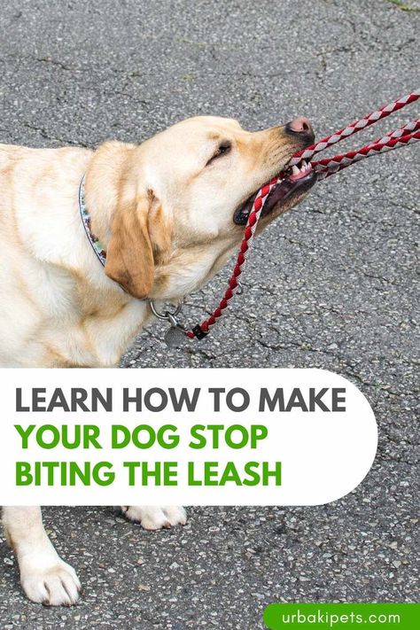 Dog Puppy Stages, Stop Dog Barking, Puppy Biting, Dog Training Advice, Leash Training, Aggressive Dog, Dog Help, Dog Biting, Obedience Training