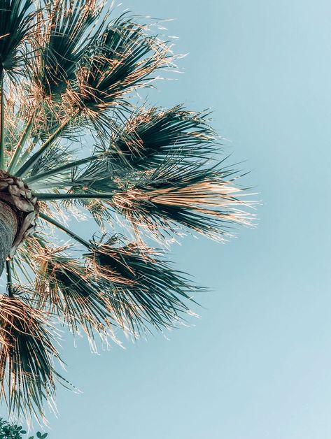 beach aesthetic Beach Plants Aesthetic, Beach Plants, Plants Aesthetic, Plant Ideas, Plant Aesthetic, Beach Aesthetic, Dandelion, Plants, Flowers