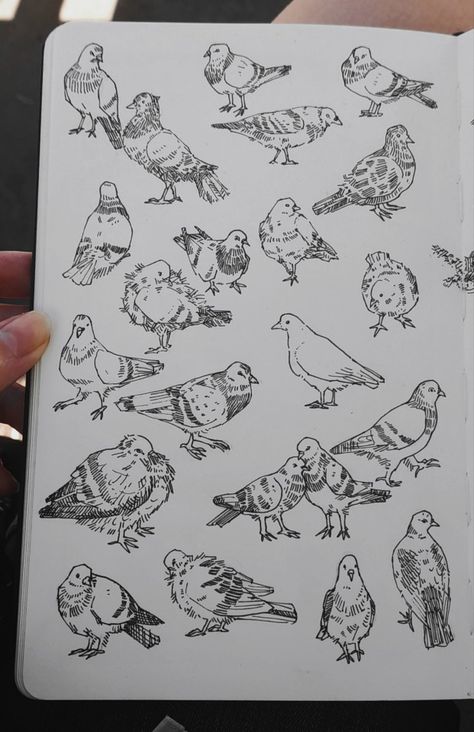 Art by Jadeitor Pigeon Line Art, Cute Pigeon Tattoo, Pigeon Doodles, Pigeon Tattoo Small, Cute Pigeon Drawing, Cute Birds Drawing, Pigeons Drawing, Pigeon Anatomy, Pigeon Sketch