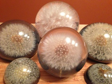 How to Make a Dandelion Paperweight – Dandelion Paperweights Wish Flower, Dandelion Paperweight, Dandelion Puffs, Diy Deodorant, A Dandelion, Flower Paper, Cool Ideas, Crafty Craft, Crafty Diy