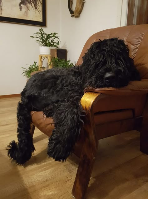 Black Russian Terrier Puppy, Black Bernedoodle, Giant Schnoodle, Large Black Dog, Labradoodle Black, Black Goldendoodle, Schnoodle Dog, Black Labradoodle, Russian Terrier