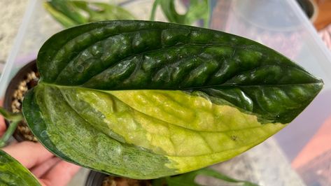 The Monstera Peru Karstenianum Variegated, also known as the Karstenianum Peru, is a beautiful and rare plant. It is a variegated version of the Monstera Peru Karstenianum, which is native to Peru. The variegated version has stunning leaves featuring shades of yellow and green, making it a popular choice for plant enthusiasts. Here are some tips on how to care for your Monstera Peru Karstenianum Variegated: Light Requirements The Monstera Peru Karstenianum Variegated prefers bright, indirect lig Monstera Peru Variegated, Monstera Peru, Orchid Bark, Peat Moss, Organic Matter, Yellow And Green, Rare Plants, Shades Of Yellow, How To Grow