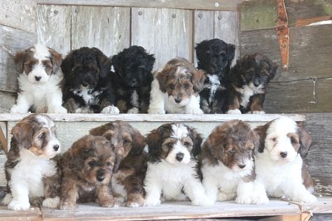 Micro Bernedoodle, Micro Mini Bernedoodle, Mini Bernedoodle, Bernedoodle Puppy, Micro Mini, Puppies, Dogs, Animals