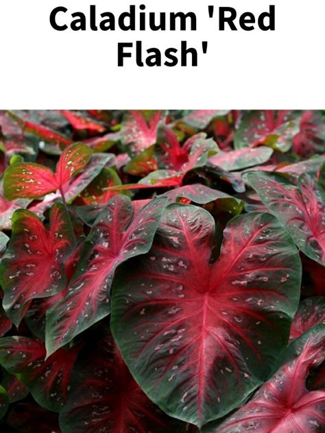 Plant Guide, Planting Bulbs, Colorful Leaves, Exotic Flowers, Green Leaves, Plant Leaves, Flash, Buy And Sell, Green