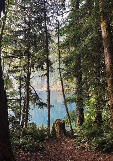 Fire Watchtower, Pacific Northwest Summer, Nomad Living, Outdoor Aesthetic, Watch Tower, Natural Phenomena, Green Space, Nature Aesthetic, Gravity Falls