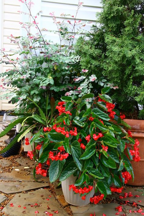 Dragon Wing Begonia, Begonia Dragon, Shade Plants Container, Dragon Wing, Porch Flowers, Succulent Gardening, Greenhouse Gardening, Magical Garden, Small Space Gardening