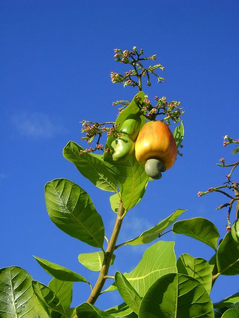 Cashew Wallpaper, Cashew Fruit Drawing, Cashew Illustration, Cashew Photography, Cashew Fruit, Brazil Nut Tree, Cashew Tree, Muslimah Photography, Creamy Chicken And Rice