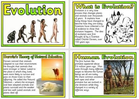 Free printable Human Evolution Poster Set Science Classroom Display Human Evolution Worksheet, Anatomy Classroom, Butterflies Classroom, Ks2 Science, Exam Notes, Free Educational Printables, Sets Math, Nativity Story, Primary Teacher