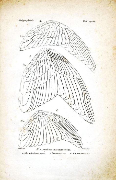 Angel Wings Pictures, Wing Anatomy, Bird Anatomy, Wings Drawing, Bird Wings, Arte Inspo, Scientific Illustration, Bird Drawings, Birds Flying