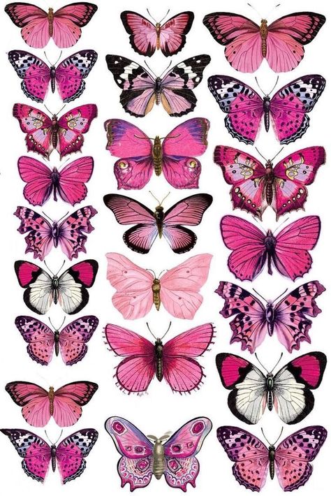 Click image Butterfly Printable, Butterfly Drawing, Picture Collage Wall, Butterfly Painting, Photo Wall Collage, Picture Collage, Butterfly Wallpaper, Butterfly Art, Pink Butterfly