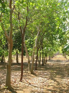 Thai sandalwood farm: sandalwood farm in Australia Sandalwood Tree, Candle Magik, Perfume Quotes, Tank Plants, Nursery Plants, Native Foods, Front Door Christmas Decorations, Oud Wood, Farming Business