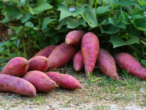 Vertical Sweet Potato Garden – Planting A Trellised Sweet Potato Vine Grow Sweet Potatoes, Sweet Potato Slips, Potato Gardening, Sweet Potato Plant, Malabar Spinach, Growing Sweet Potatoes, Cucumber Trellis, Sweet Potato Vine, Potato Vines