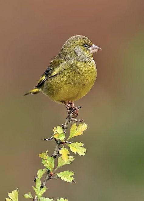 Greenfinch, Kinds Of Birds, Australian Birds, Finches, Bird Pictures, Nature Wildlife, Pretty Birds, Birdwatching, Wildlife Animals