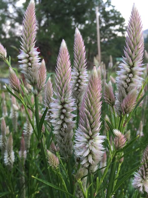 Celosia spicata Celosia Spicata, August Flowers, October Flowers, July Flowers, Wedding Flowers, Plants, Flowers