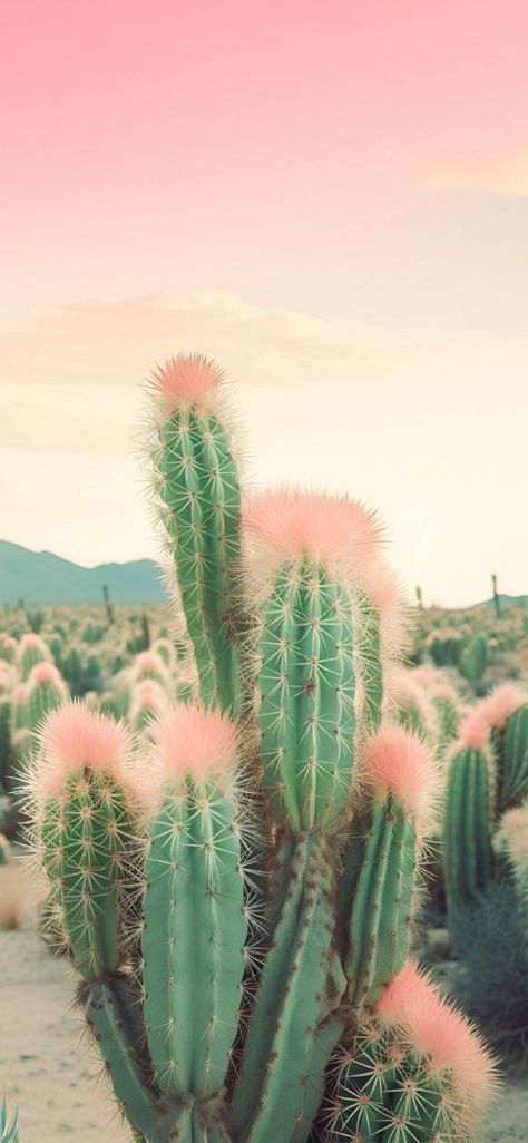 Carpet Ideas 2023, Desert Nature, Cactus Photography, Desert Aesthetic, Pink Cactus, Iphone Wallpaper Aesthetic, Carpet Ideas, Wallpaper Iphone Wallpaper, Desert Vibes