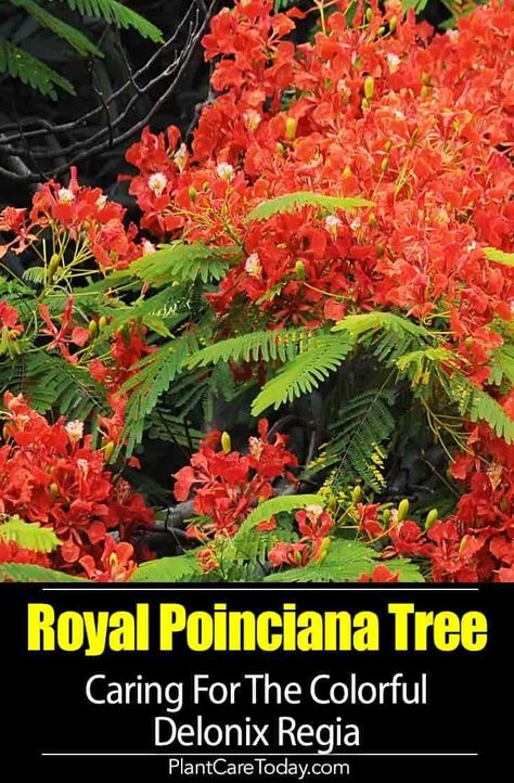 Royal Poinciana tree (Delonix regia) bright red tops, attractive, large shade canopy, lacy fernlike leaves, seed pods make a rattling sound. [DETAILS] Royal Poinciana Tree, Poinciana Tree, Delonix Regia, Homestead Gardening, Gardening Tricks, Royal Poinciana, Flame Tree, Landscape Plants, Growing Veggies