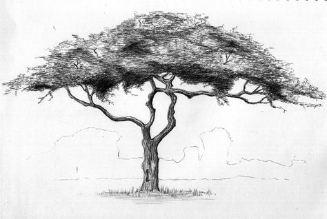 Tree Pencil Sketch, African Trees, Contemporary Wildlife Art, Marula Tree, Graphic Drawings, Drawing Trees, African Tree, Simple Sketches, Ballpoint Pen Art