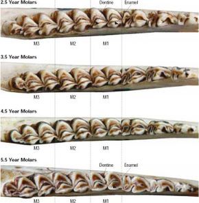 Determine a Deer’s Age by its Jaw | Autumn 2010 | Knots and Bolts Deer Processing, Deer Feed, Mathews Archery, Deer Heads Mount, Game Shooting, Antler Hunting, Deer Antler Crafts, Whitetail Hunting, Whitetail Deer Hunting