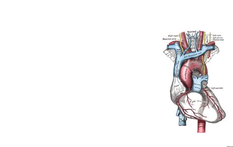 Heart Anatomy Wallpapers - Top Free Heart Anatomy Backgrounds - WallpaperAccess Medicine Wallpaper, Nursing Wallpaper, Anatomy Wallpaper, Wallpaper Notebook, Medical Wallpaper, Heart Anatomy, Skeleton Illustration, Aesthetic Medicine, Mac Wallpaper