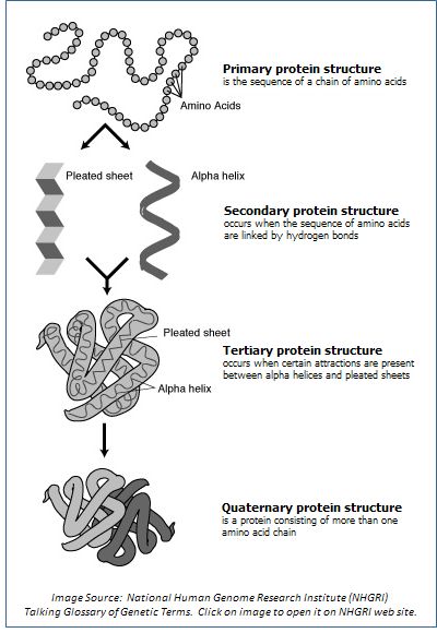 protein 4 levels of organization | Image showing the four levels of protein structure: primary, secondary ... Biology Class 11, Protein Chart, Protein Structure, Protein Benefits, Ap Biology, Science Nerd, Biology Notes, Protein Supplements, Anatomy And Physiology