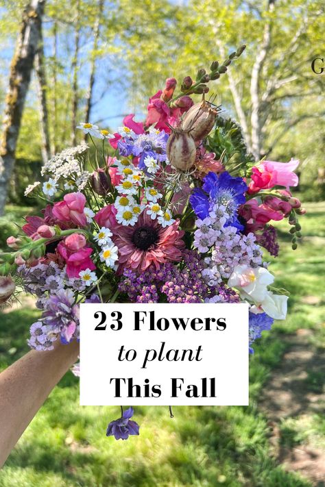 Fall planted hardy flowers tend to grow taller, stronger, and healthier than flowers planted in the Spring. If you want to grow armloads of flowers next year, you’ve got to get a jump start on the season now!   23 Flowers Perfect for Fall, Winter, or Early Spring Planting, Seed Starting Instructions, Planting Time Guide, Hardy Flowers Cheat Sheet  Cut Flower Garden How To Start Flower Garden, Cottage Cut Flower Garden, Cool Season Flowers, Flower Seeds To Plant In Fall, Cut Flower Garden Bouquet, How To Start A Cut Flower Garden, May Flowers In Season, Best Cut Flowers To Grow, Cut Flower Garden Layout