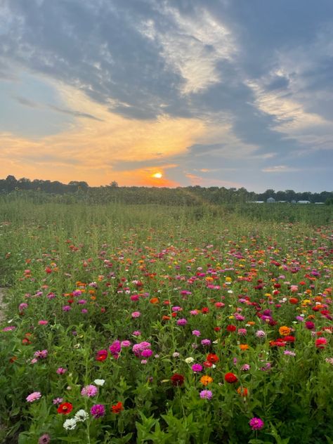 Trees And Flowers, Wild Flower Picking, Flower Picking, Outdoors Aesthetic, Valley Of Flowers, Picking Flowers, Flower Picks, Holiday Flower, Nature View