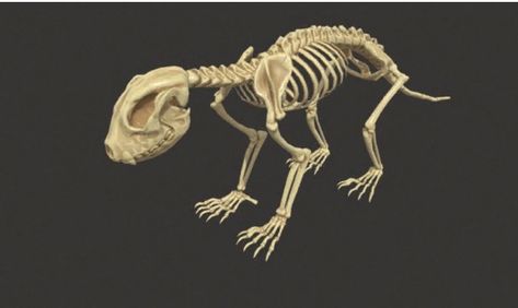 Panda Skeleton, 3d Skeleton, Red Panda, My Favourite, Skeleton, Models, Animals, Red, Pandas