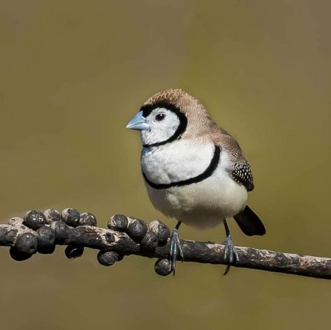 Owl Finch/Double barred Finch Owl Finch, Birds, Animals, Quick Saves