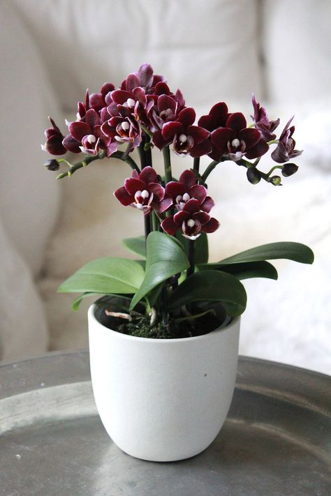 Orchid Pots, Aesthetic Plants, Plants And Pots, Orchid Pot, Best Indoor Plants, Beautiful Orchids, Coffee Aesthetic, Beautiful Bouquet Of Flowers, Tuxedo For Men