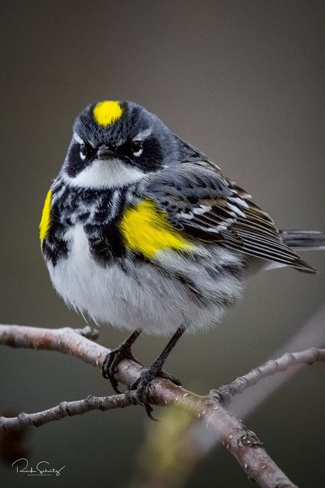 Yellow~rumped Warbler male  Wausau, Wisconsin USA Wausau Wisconsin, Create An Animal, Colourful Birds, Bird Brain, Bird House Feeder, Bird Carving, Most Beautiful Birds, Shorebirds, Beautiful Bird