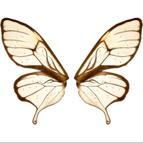 Butterfly Wings Drawing, Butterfly Character, Bug Wings, Logo Butterfly, Butterflies Wings, Wings Png, Fairy Ears, Moth Wings, Wings Drawing