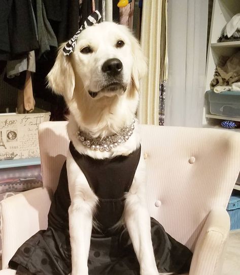 NEW YEARS EVE.....Golden Retriever dressed up ( pet/dog photography) Yellow Labrador, New Years Eve Dresses, Eve Dresses, Smart Dog, Dog Dresses, Dog Photography, Pet Dog, New Years Eve, Day Dresses