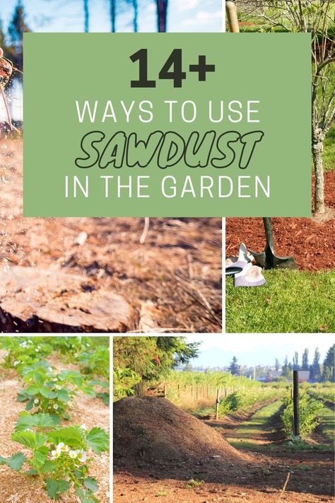 Uses For Sawdust, Sawdust Uses, Tree Mulch, Garden Mulch, Garbage Waste, Saw Dust, Planting Potatoes, Acid Loving Plants, Waste Material