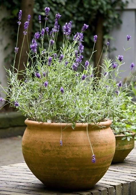 Big Leaf Indoor Plant, Lavender Potted Plant, Potted Lavender, Tattoo Plant, Lavender Plant, Mediterranean Garden, Container Gardens, Tea Garden, Large Pots